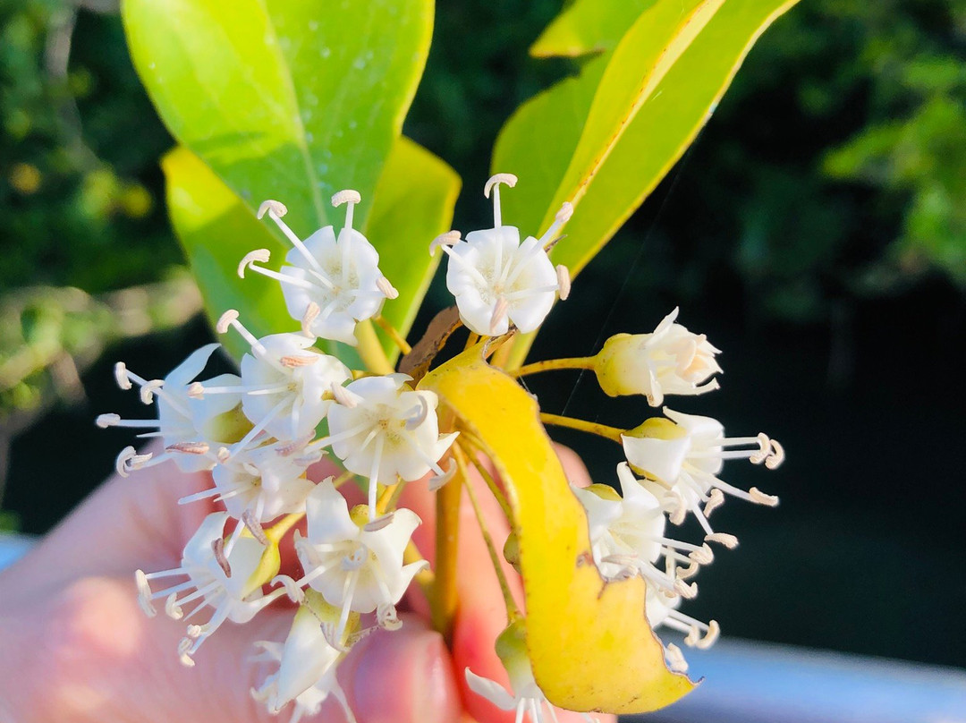 Dan Irby's Mangrove Adventures-Daintree必去景点