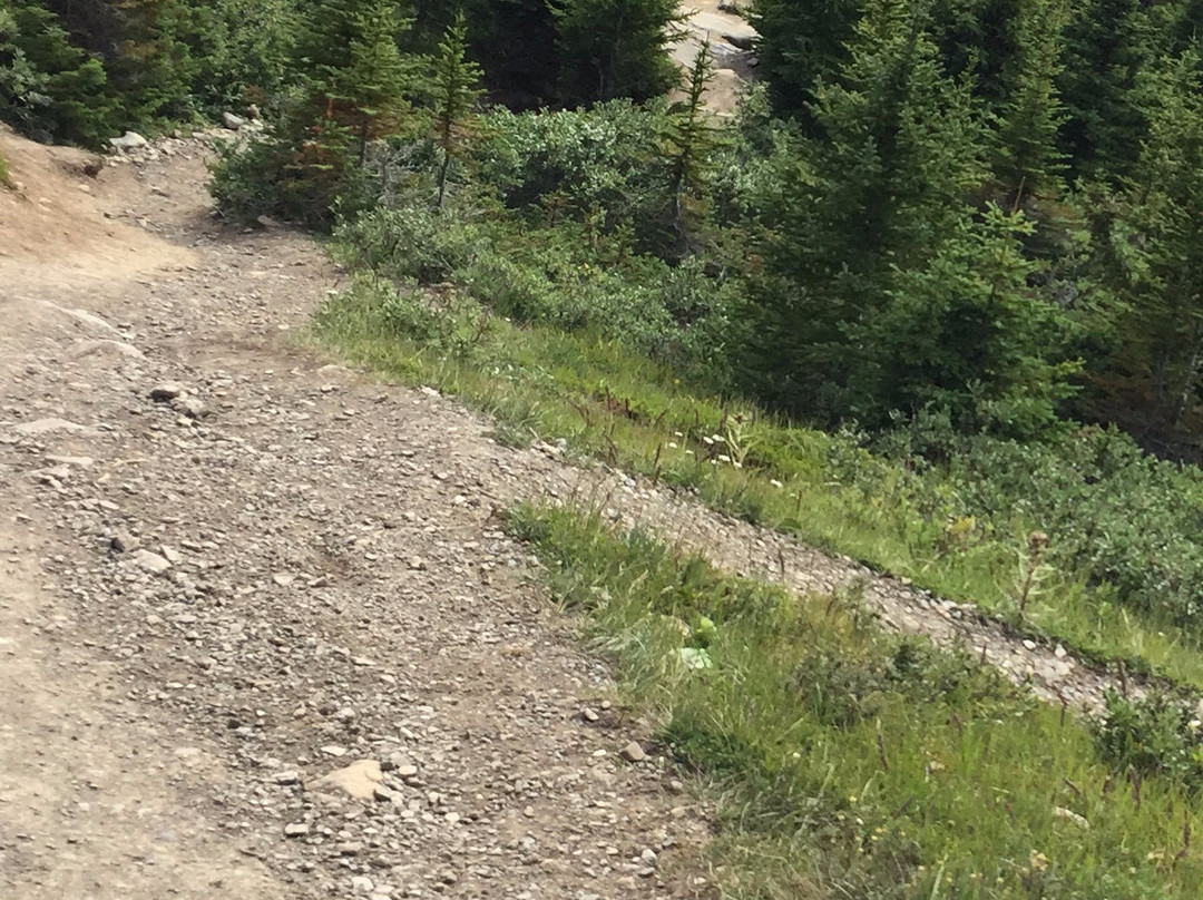 Wilcox Pass-贾斯珀国家公园必去景点