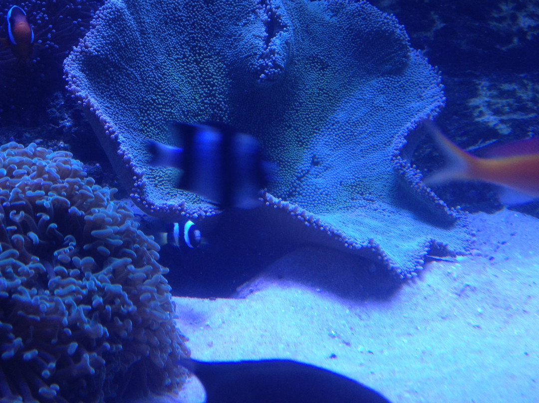 Aqua Broome-布鲁姆必去景点