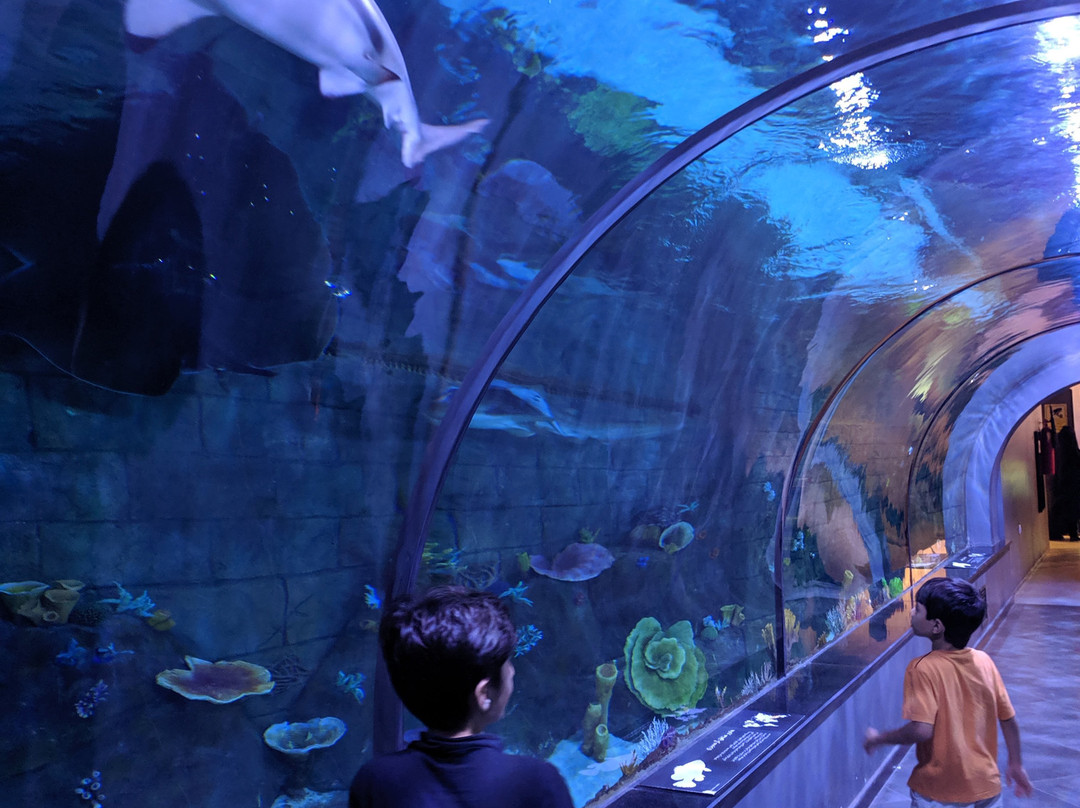 Funtastic Aquariums景点图片
