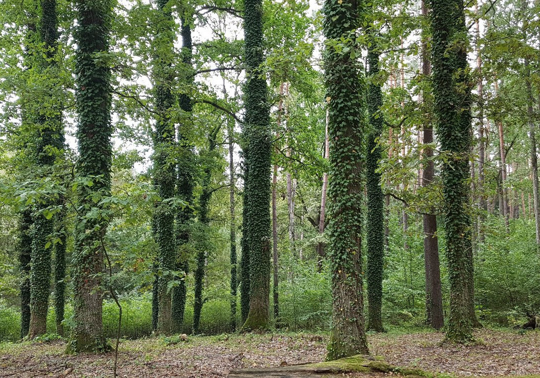 Lesne Arboretum Warmii i Mazur-奥尔什丁必去景点