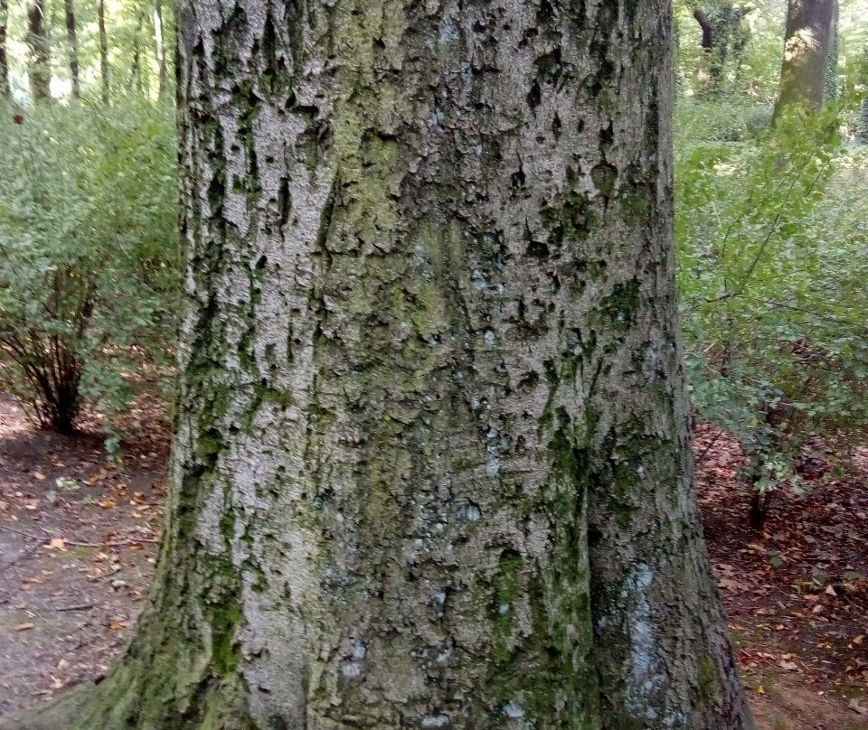 Park Sołacki-波兹南必去景点