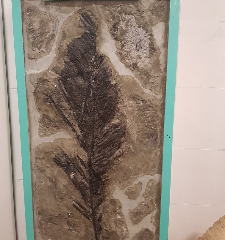 Museo dei Fossili Pierluigi Malinverni景点图片