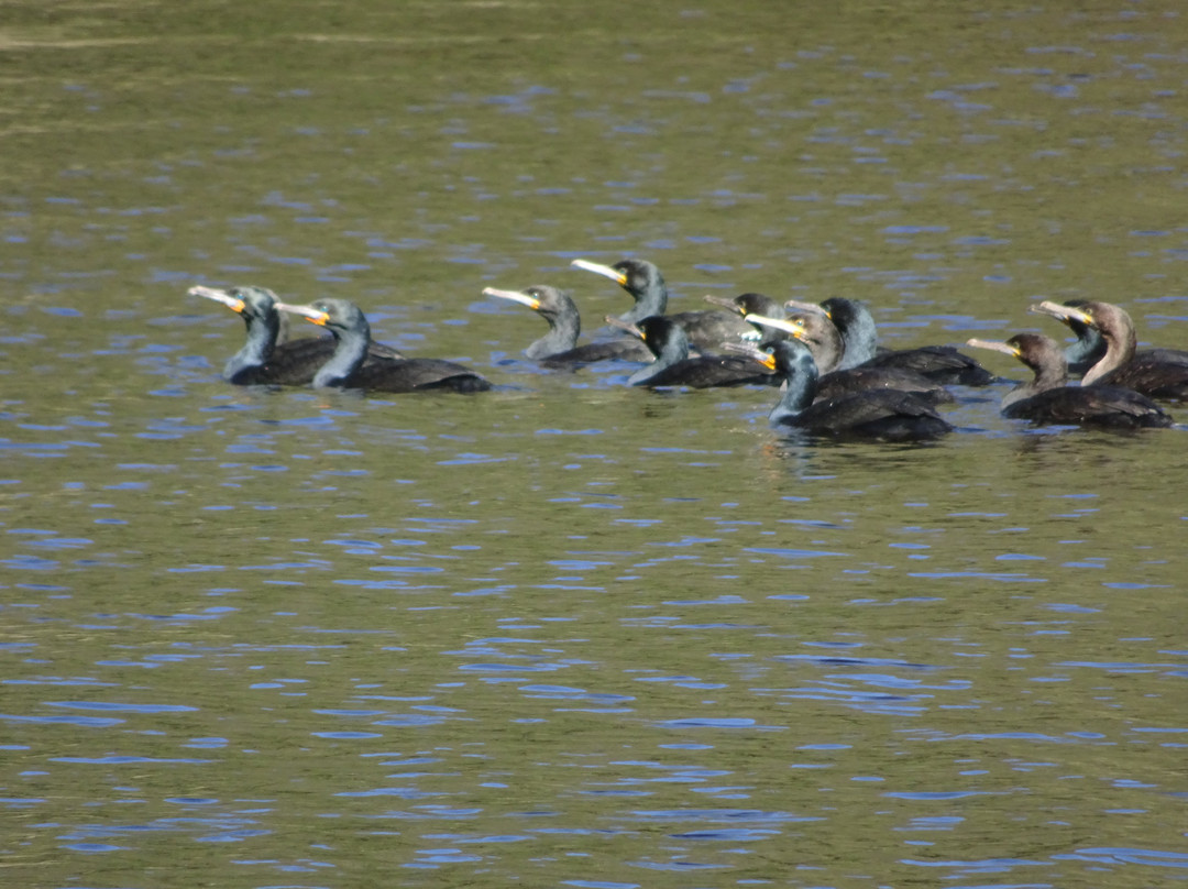 Keurbooms River Ferries Closure Notice-普利登堡湾必去景点