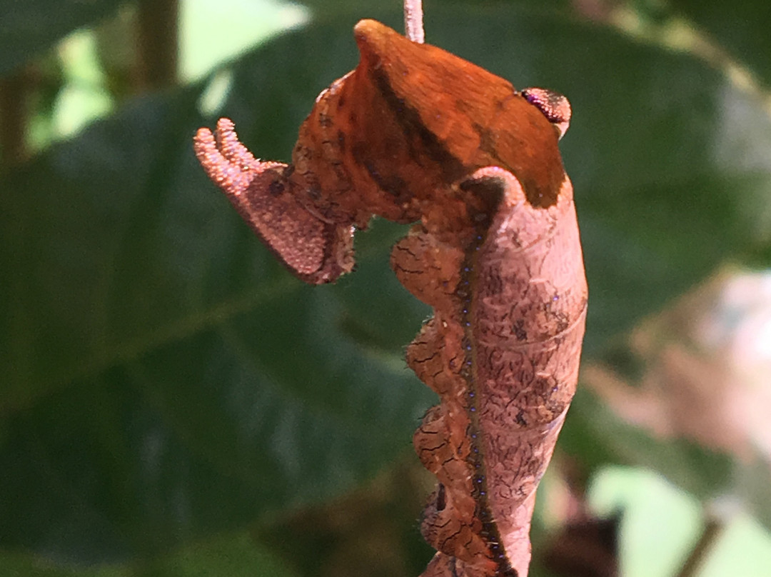 Mariposario Zhaveta Yard-拉梅尔塞必去景点