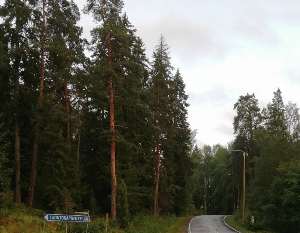 Luontokapinetti