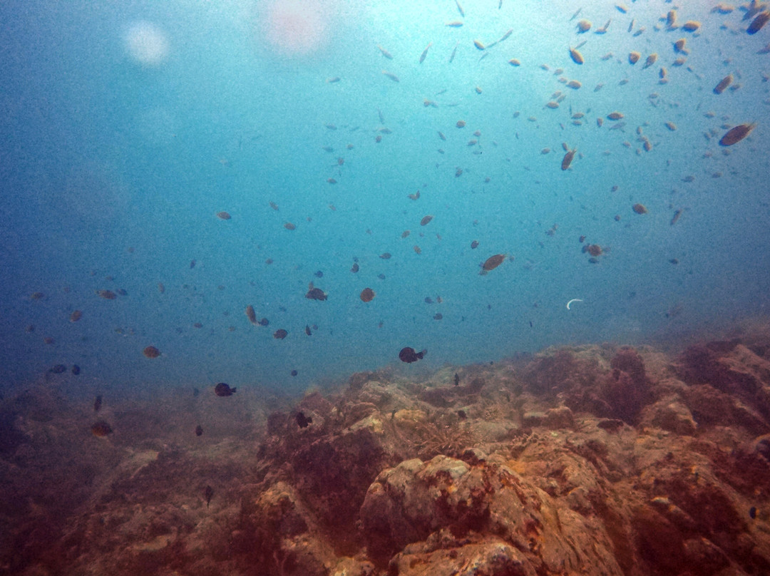 Sea Sight Scuba-小停泊岛必去景点