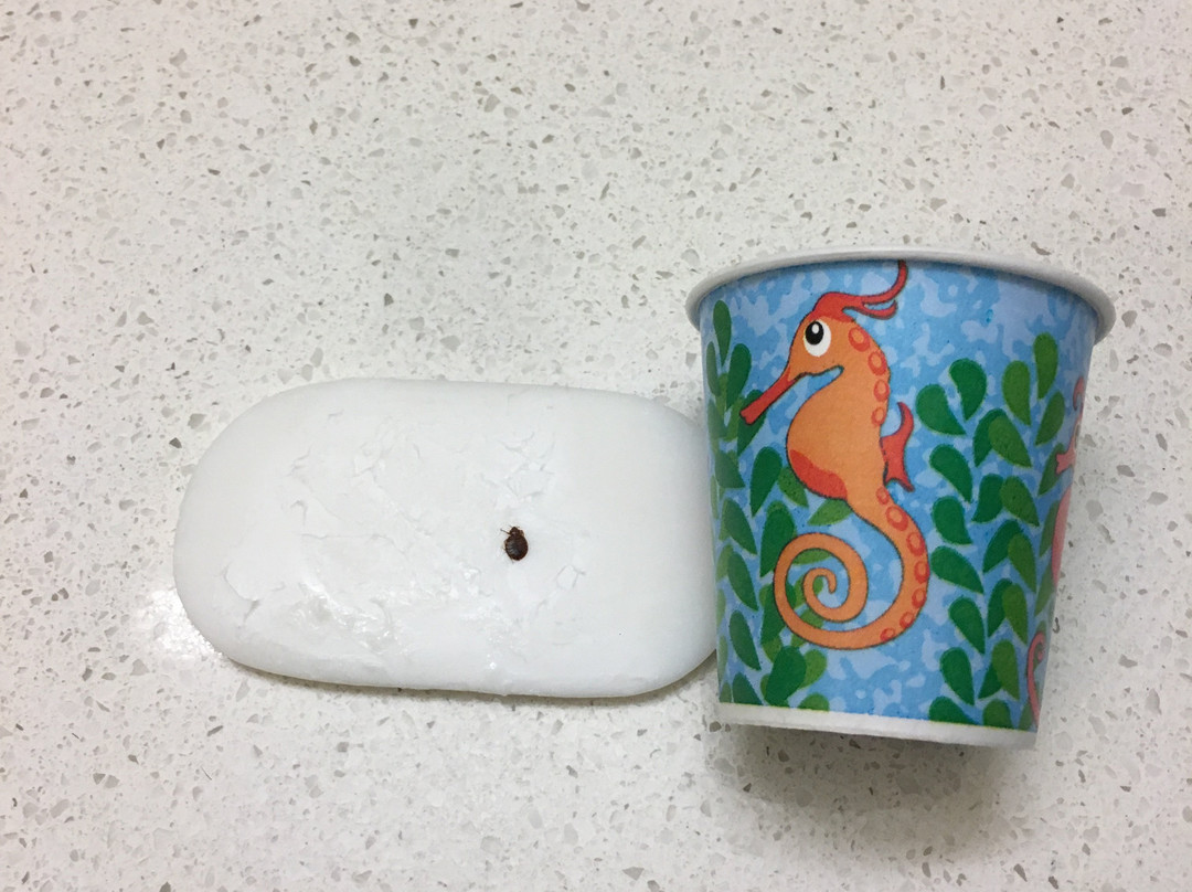 Staybridge Suites Tyler University Area by IHG主图