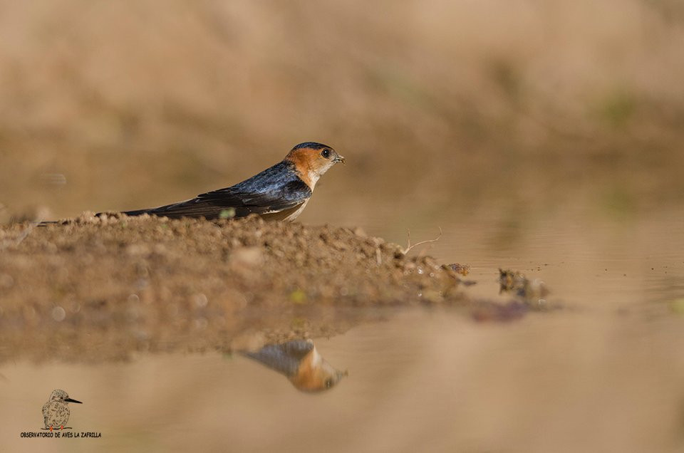 Observatorio de Aves La Zafrilla景点图片