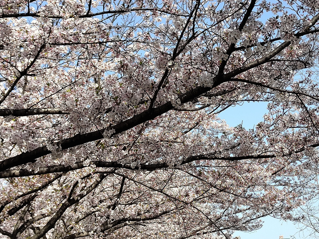 寝屋川市旅游景点-Uchiagegawa Chisui Ryokuchi Park