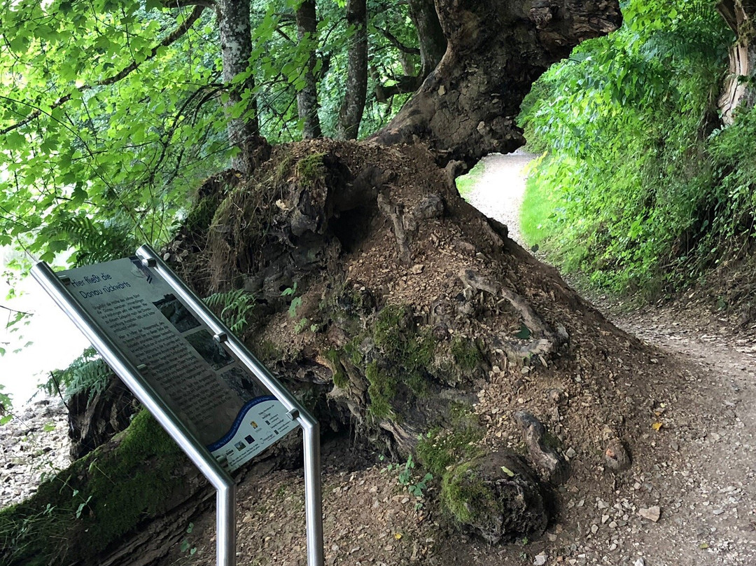 Donauversickerung-Immendingen必去景点