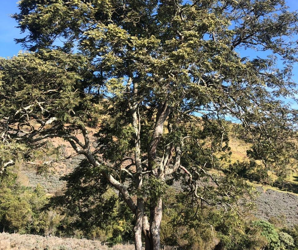 Contemplario-Cunha必去景点