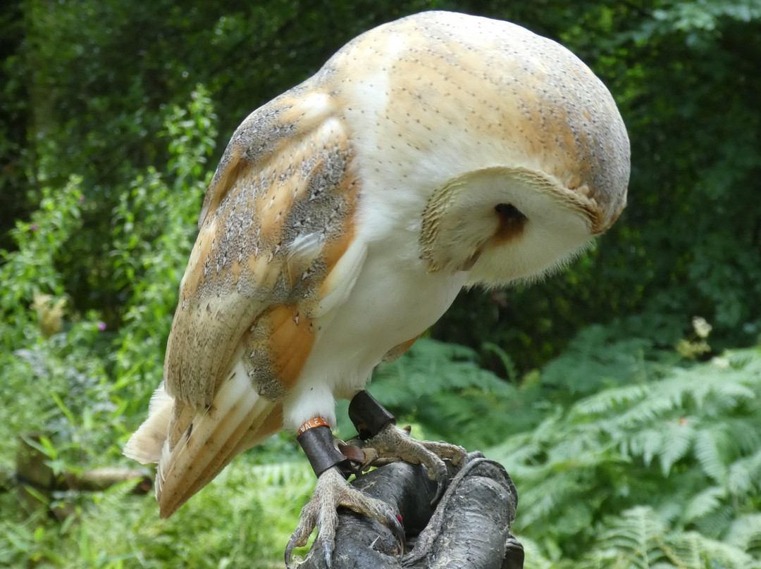 West Wales Falconry景点图片