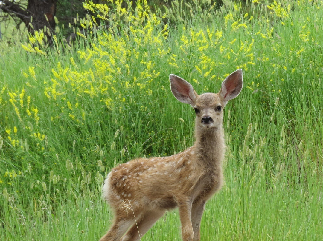 The Pines Country Inn主图