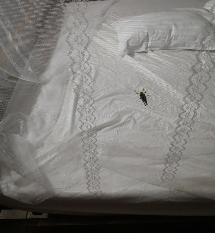 Ivory Bamboo Orchard Resort主图