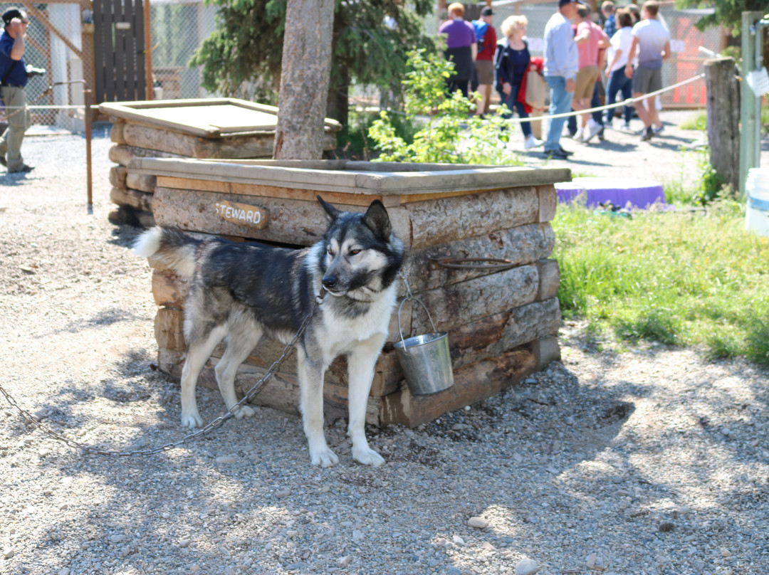 Sled Dog Demonstration景点图片