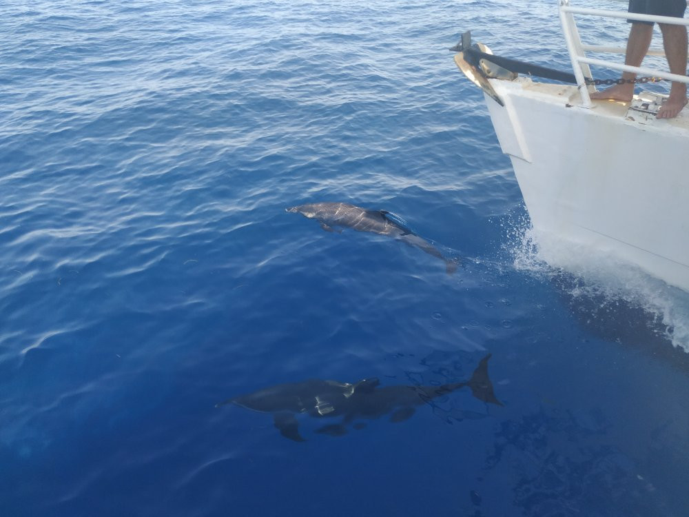 Whale Watching-Gourbeyre必去景点