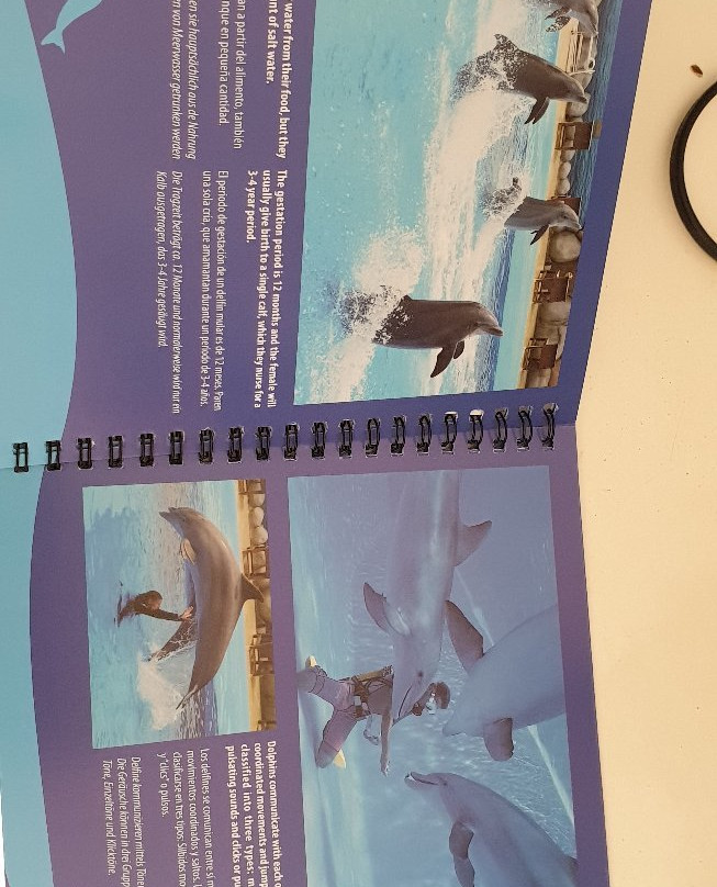 Aqualand Dolphins Encounter-奥德杰海岸必去景点