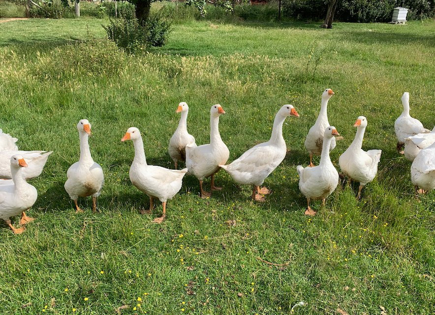 Broughton Grounds Farm Bed & Breakfast主图