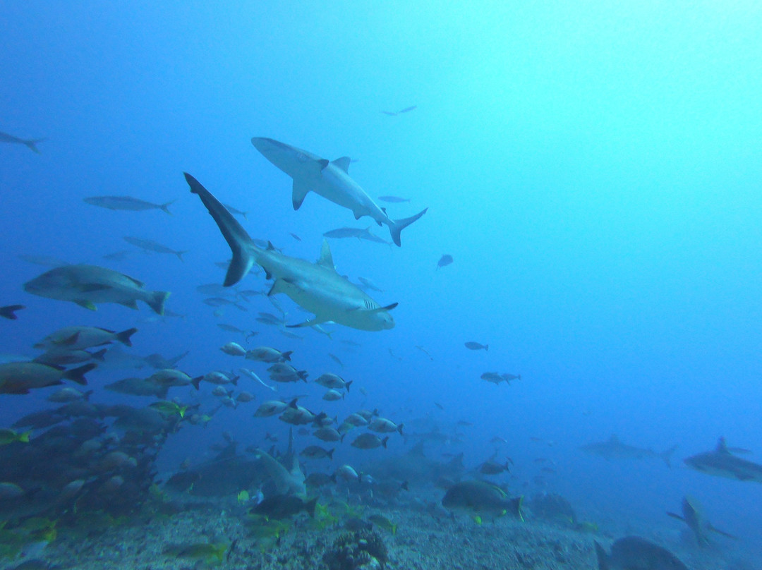 Eleuthera Tahiti Diving Center景点图片
