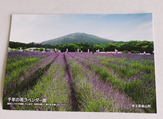 Ranzanmachi Sennen no Sono Lavender Field-岚山町必去景点