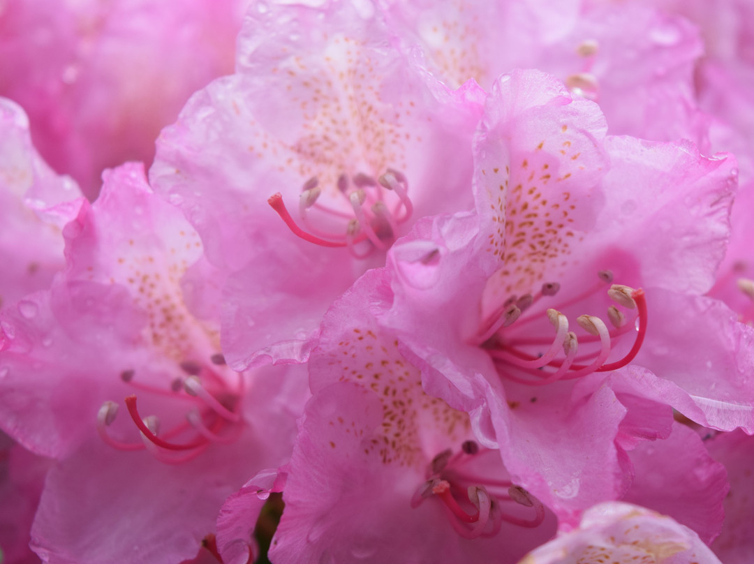Port Orford Heads State Park-Port Orford必去景点