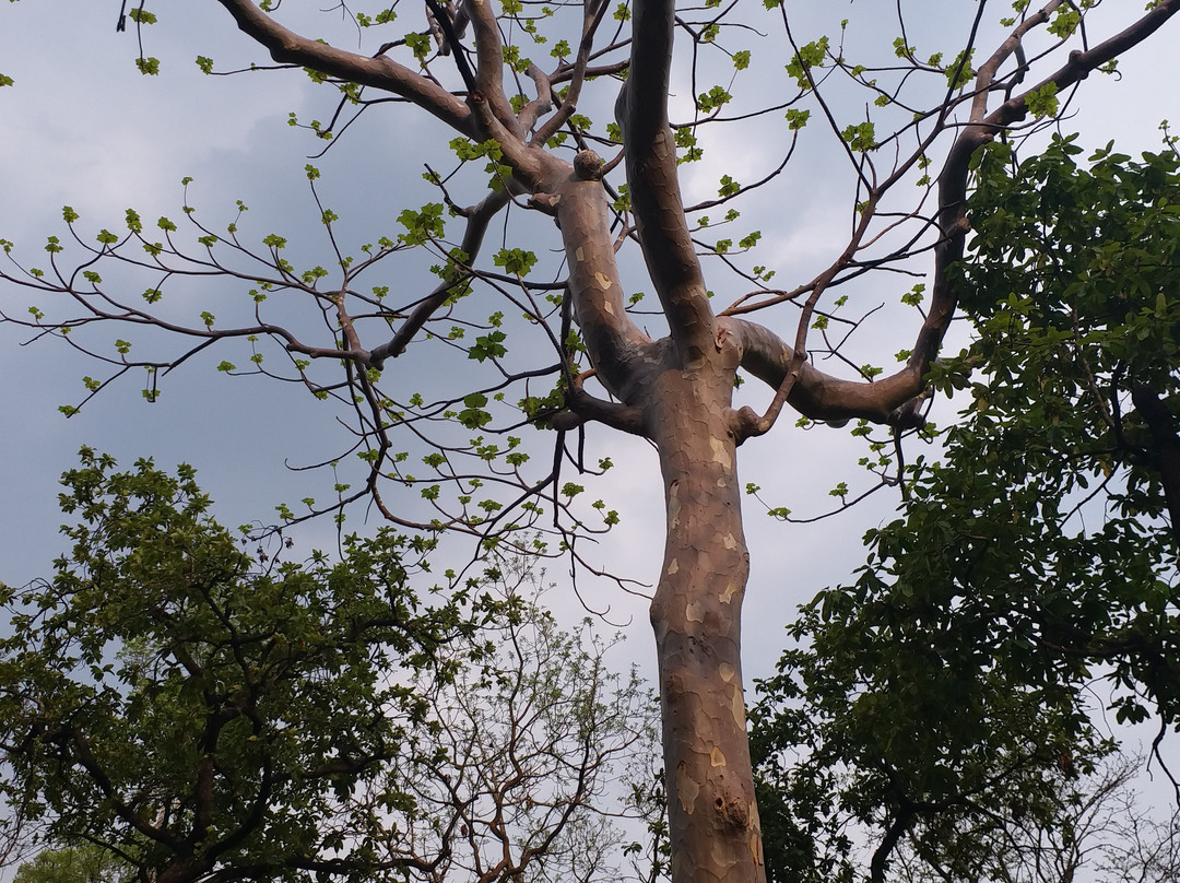 Satpura Tiger Reserve-中央邦必去景点