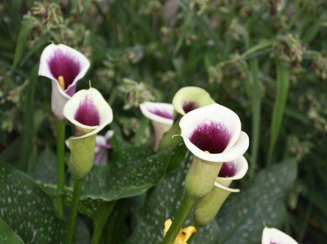 Carolina Country Inn主图