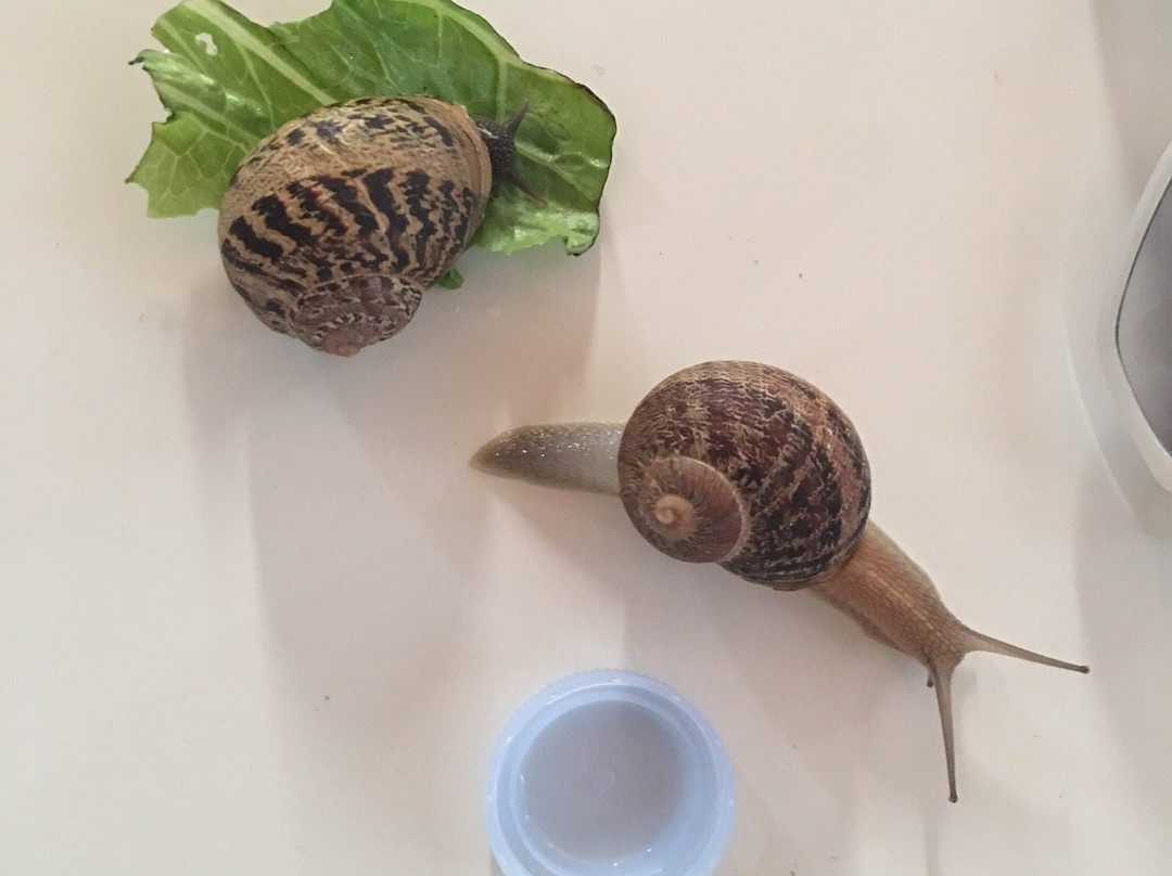 Fereikos snails-科林斯必去景点