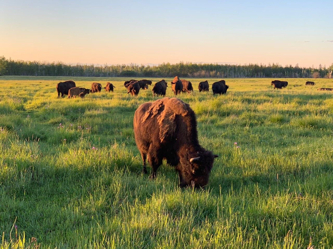 Farm of Wood Buffalos Ust-Buotama景点图片