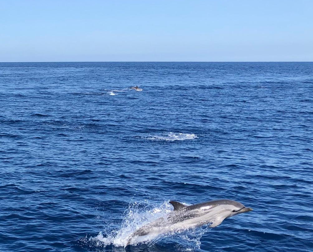 Santuario dei Cetacei-Andora必去景点