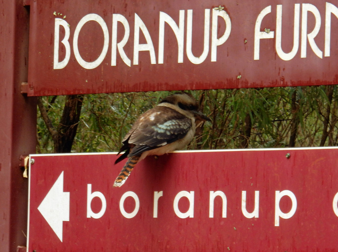Boranup Gallery景点图片
