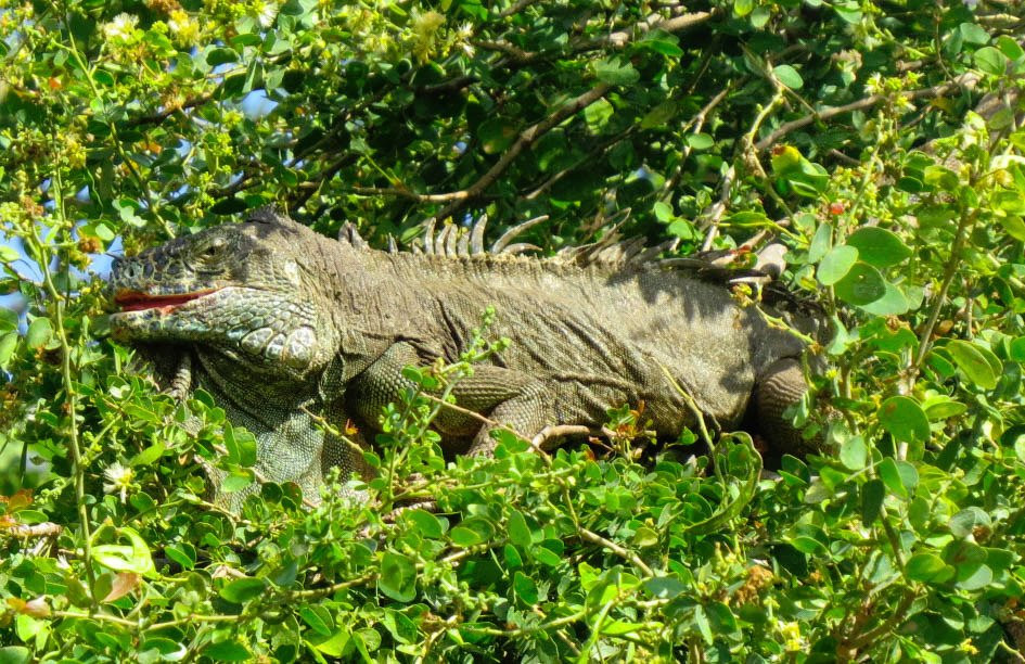 Iguanario Archundia景点图片