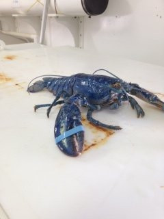 Northumberland Fisheries Museum-Pictou必去景点