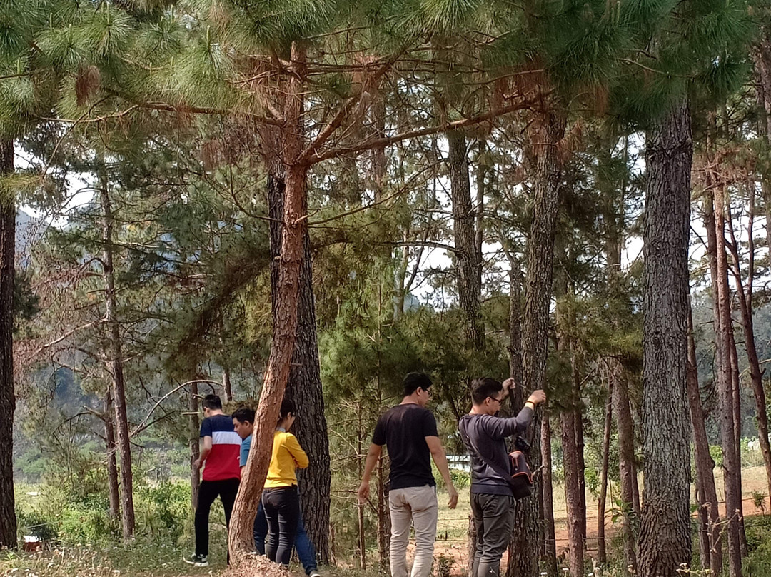 Pine Forest in Ang Village景点图片