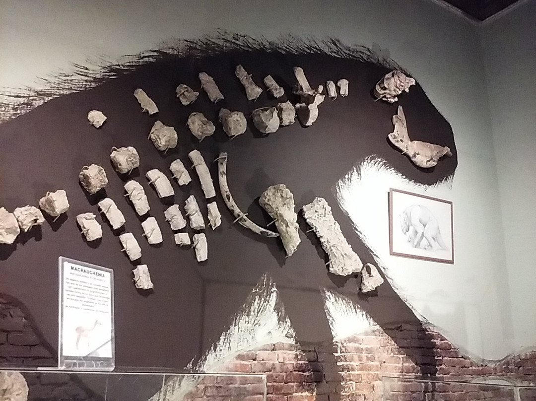 Museo Paleontologico景点图片