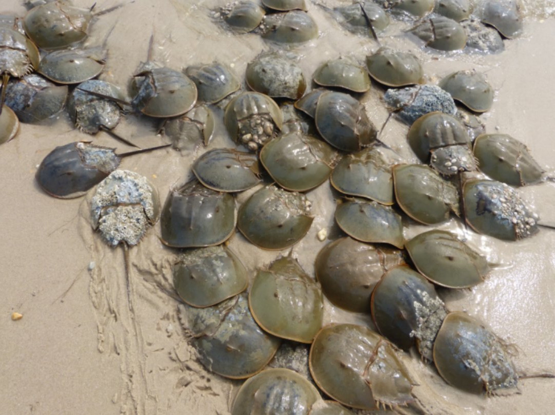 Slaughter Beach-Slaughter Beach必去景点