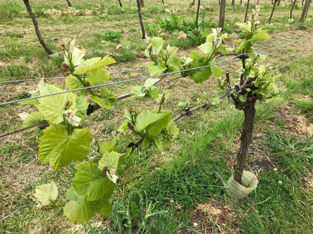 Wellhayes Vineyard-蒂弗顿必去景点