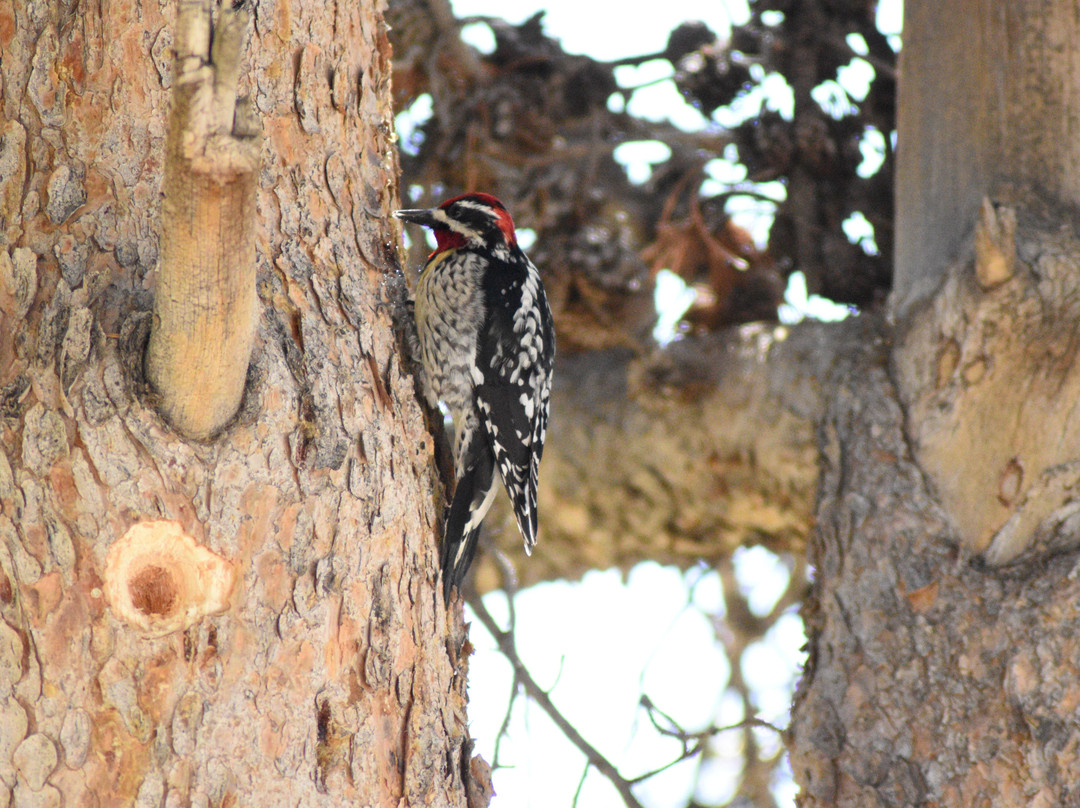 Pinedale Nature Tours-Pinedale必去景点