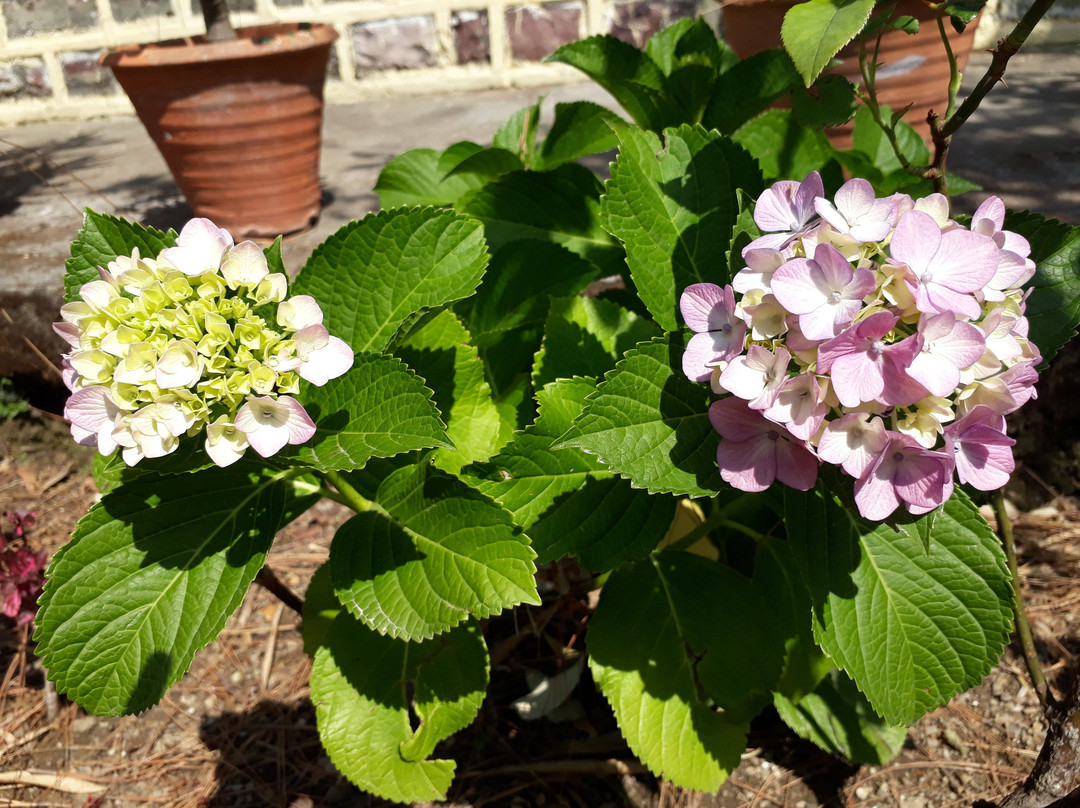 The Hermitage Kailash主图