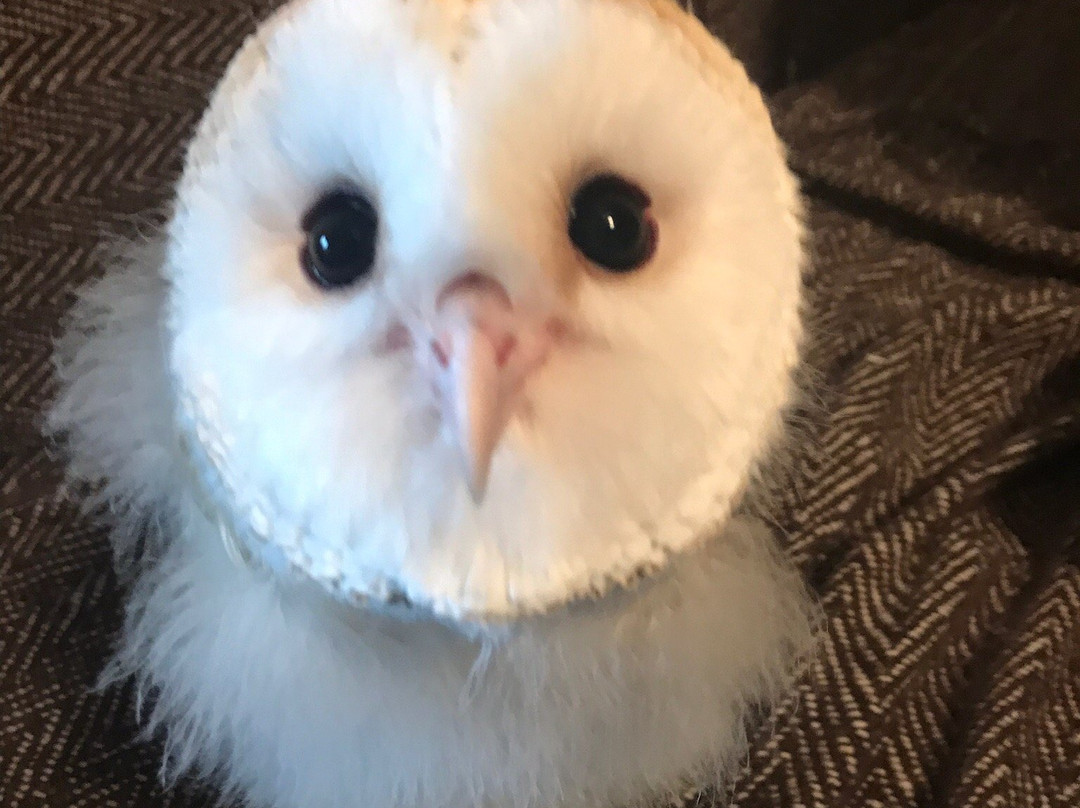 Falconry Experiences景点图片