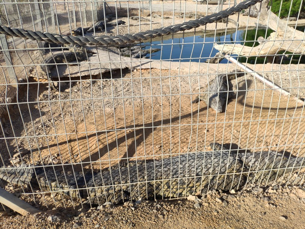Crocoloco Crocodile Farm-Ir Ovot必去景点