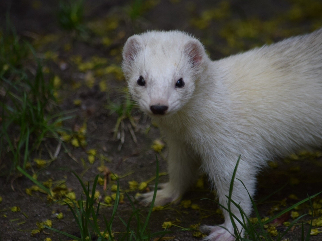 Wildpark Reuschenberg景点图片