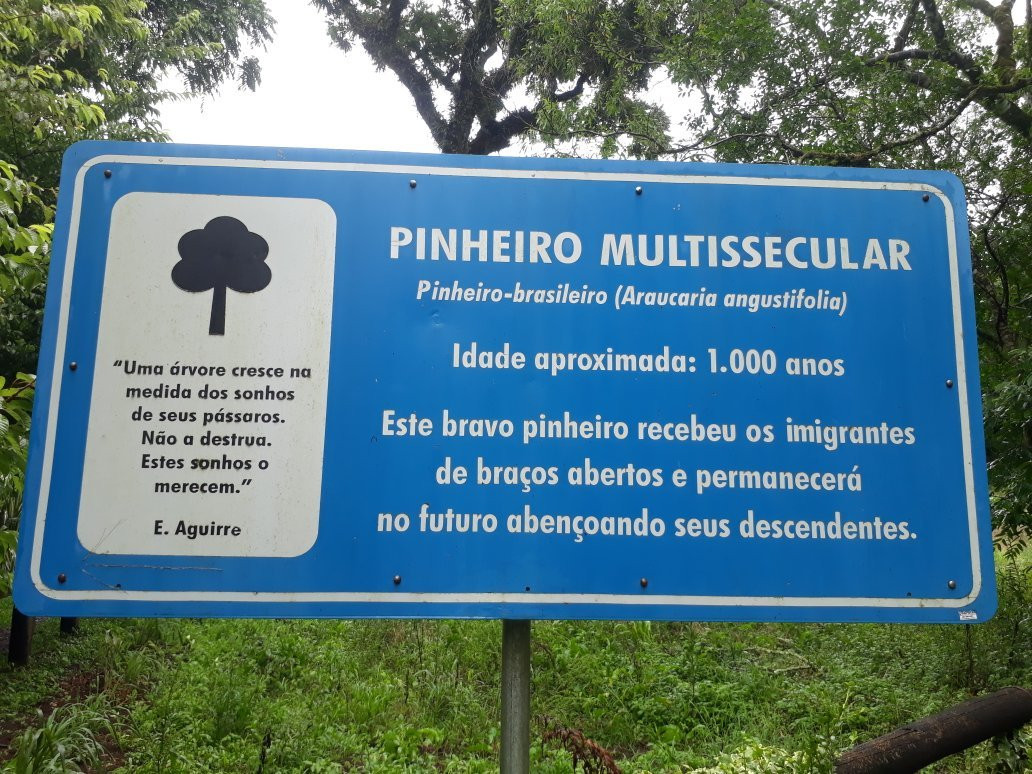 Pinheiro Multissecular景点图片