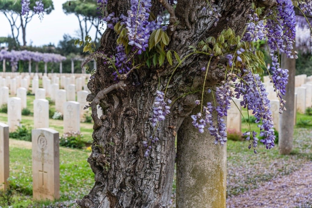Beach Head War Cemetery-安济奥必去景点