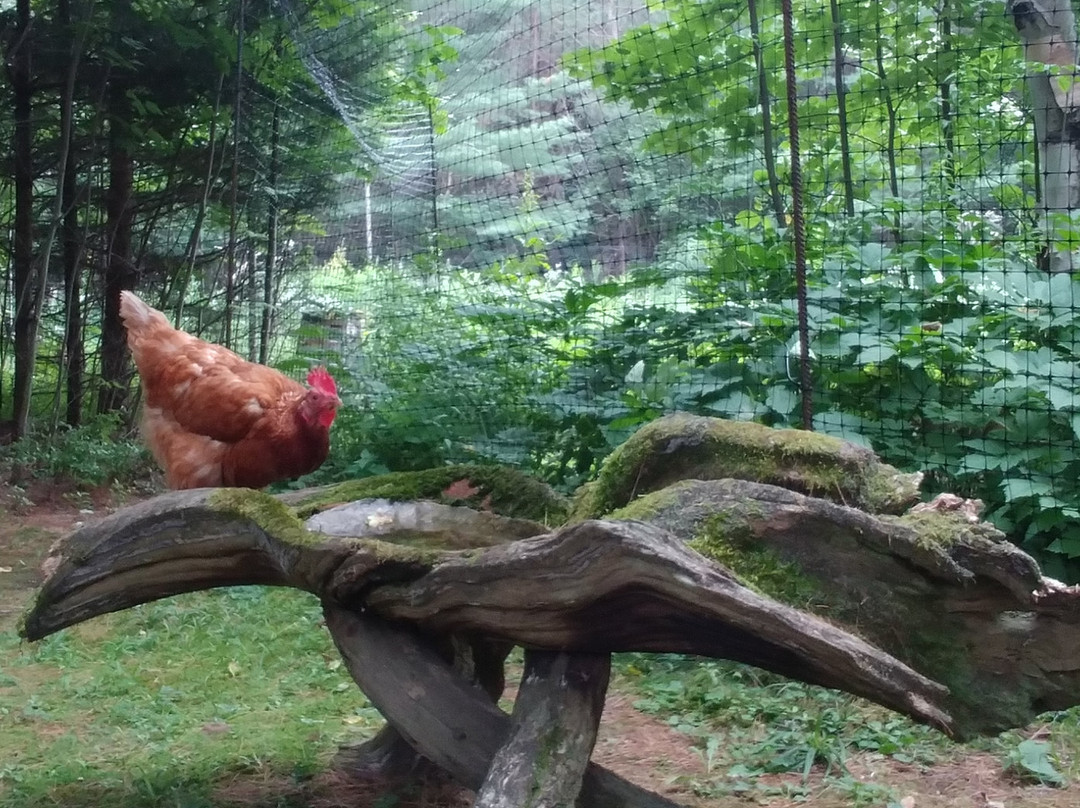 Les Jardins de L'Achillee Millefeuille主图