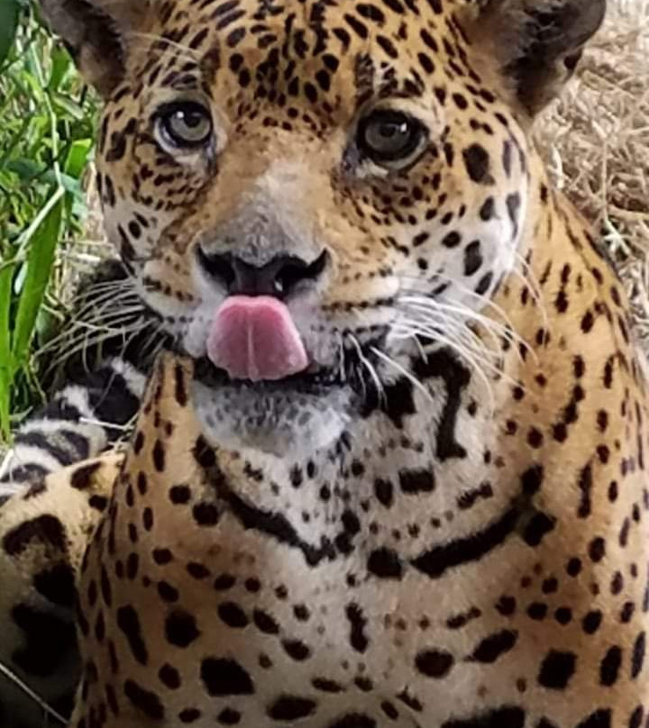 Volcan Ecotours-渥肯必去景点