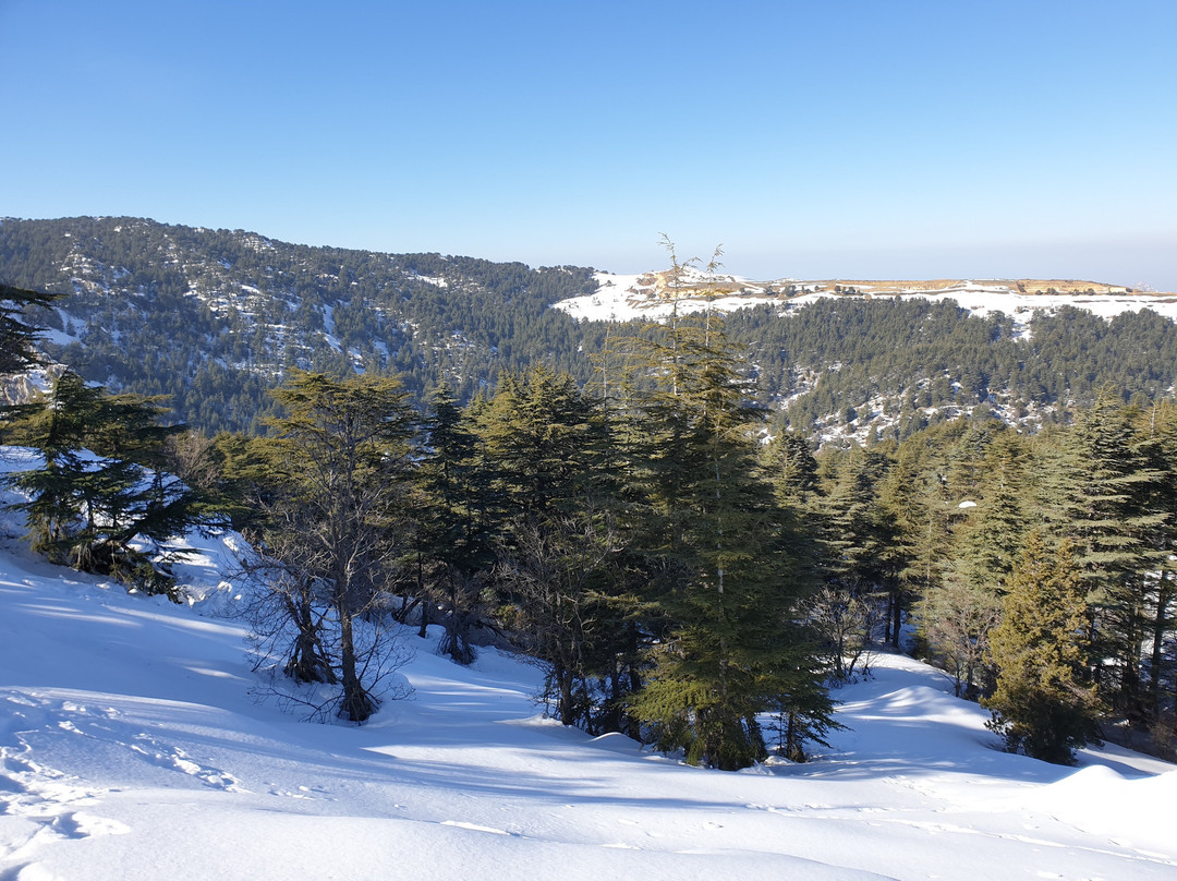 Tannourine Cedar Forest Nature Reserve-Tannourine必去景点