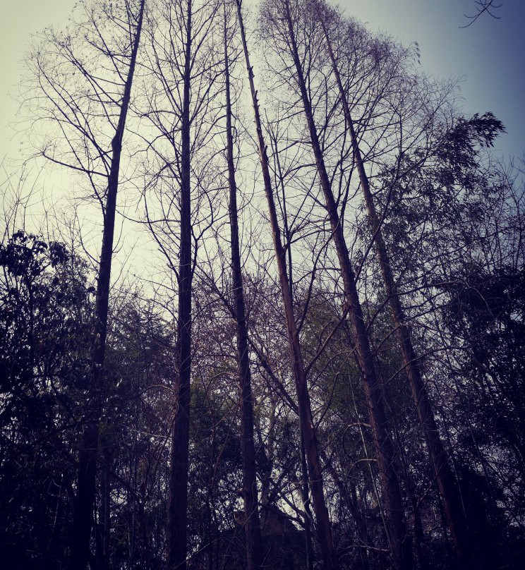 颐和路公馆区-南京市必去景点