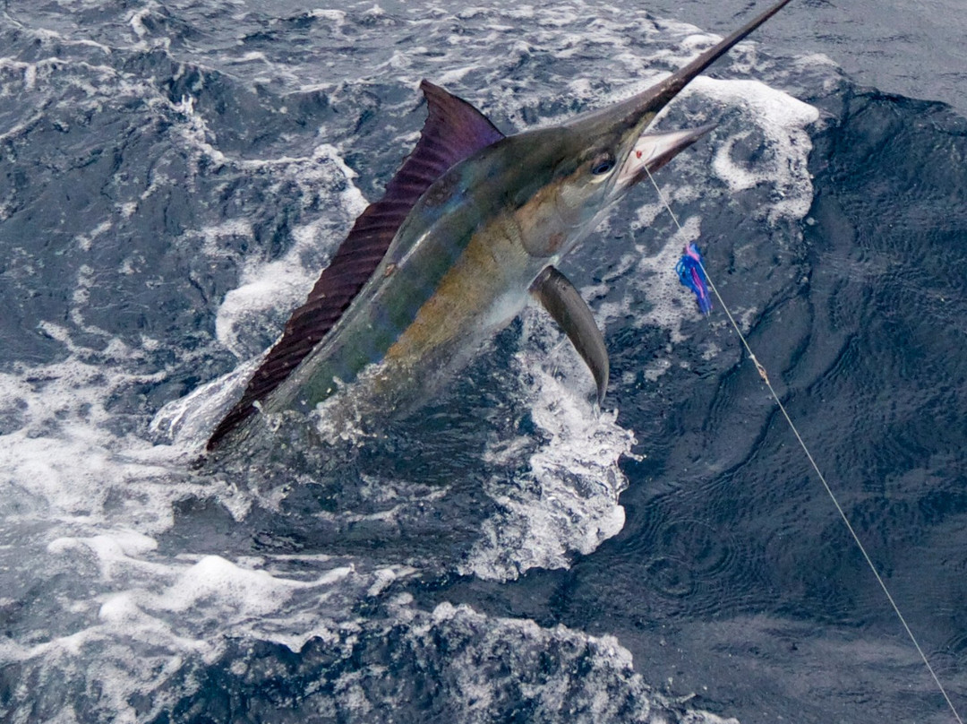 Hotshot Charters-Runaway Bay必去景点